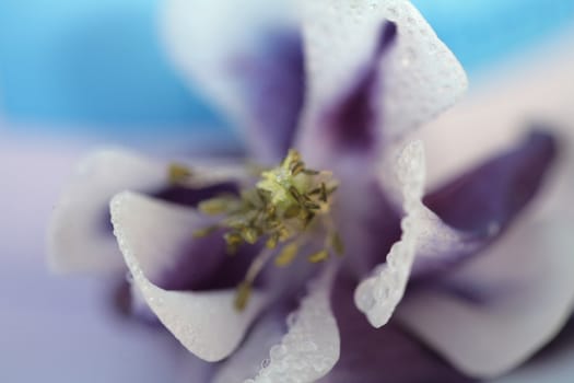 closeup picture of a wet pink flower
