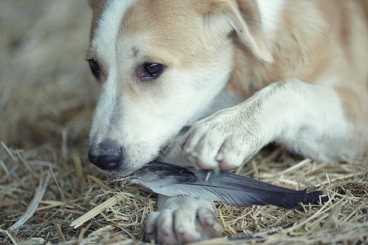 Young dog plays and eats feathers of bird