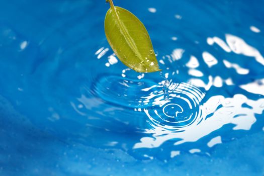 Close-up photo of the wet leaf on a blue liquid background with flowing water. Natural colors. Shallow depth of field added by macro lens for natural view