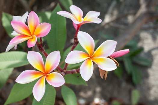 Pink Plumeria Flower