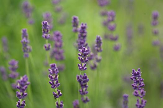 closeup picture of a lavender in a garden