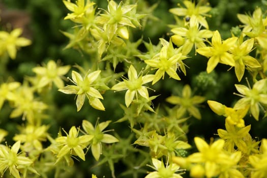 closeup picture of a wet yellow flower
