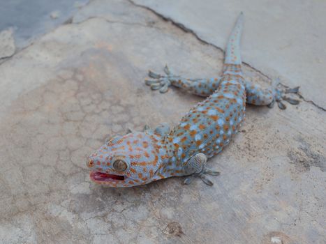 Gecko