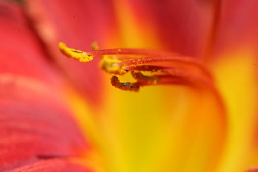 closeup picture of  flowers in a french garden