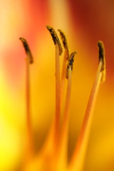 closeup picture of  flowers in a french garden