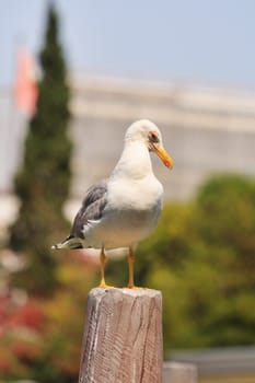 photo of a sea gull