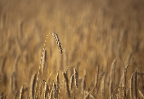 Fiel of wheat in the summer in denmark