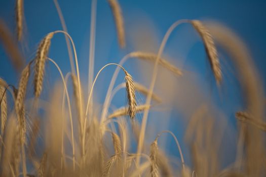 Fiel of wheat in the summer in denmark
