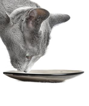 Close-up headshot of the cat drinking milk on a white background