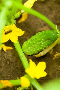 Green cucumbers with flowers