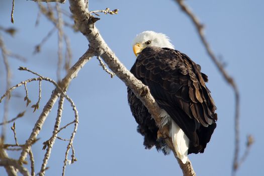 American Bald Eagle perched in a tree.