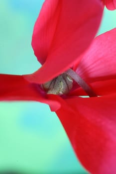 closeup picture of  flowers in a garden in spring in denmark
