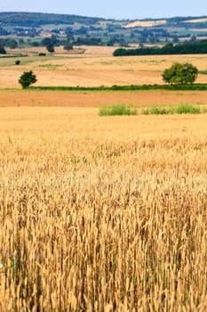 Fields of wheat 