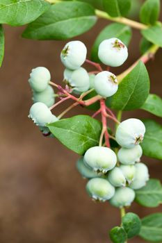 green whortleberries on the bush 