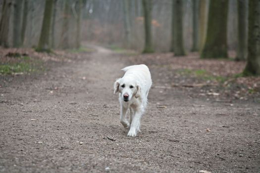 Dog outdoor