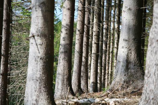 Landscape forest in denmark in the summer