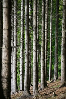 Landscape forest in denmark in the summer