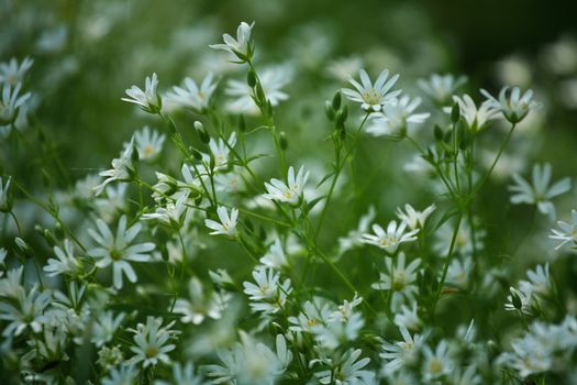 Flowers in a forest in denmark in the summer