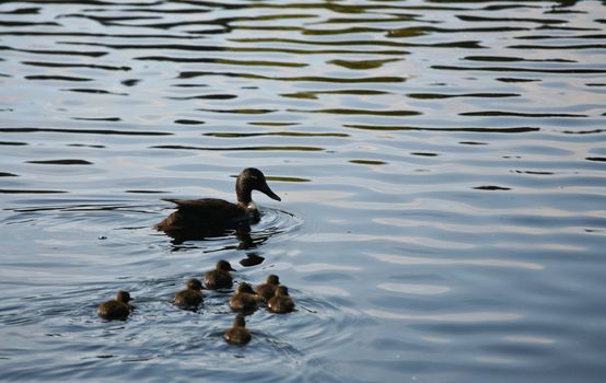 Duck family on a lake in denmark in summer