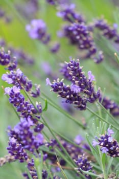 lavender flowers 