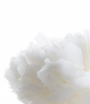 white peony