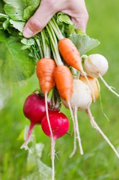 fresh vegetables 