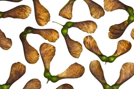 Maple tree fruit detail composition