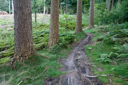 Sceneries from a danish forest in autumn