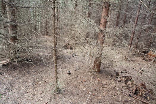 Sceneries from a danish forest in autumn