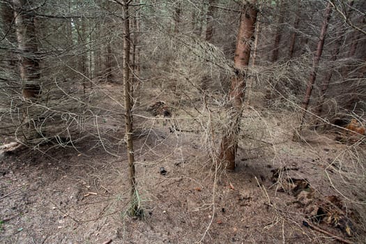 Sceneries from a danish forest in autumn