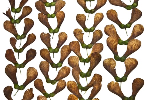 Maple tree fruit detail composition