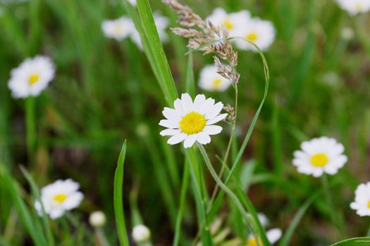 chamomiles on the fiels