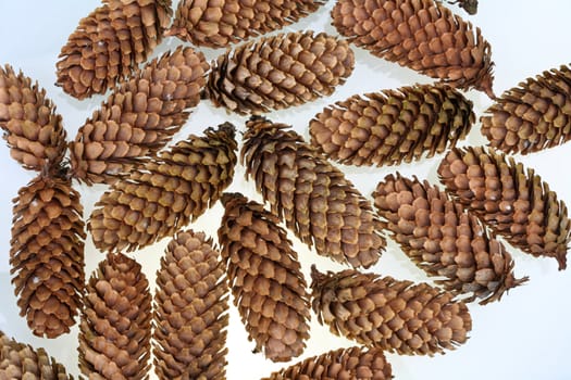 Pinecone detail in a forest in denmark