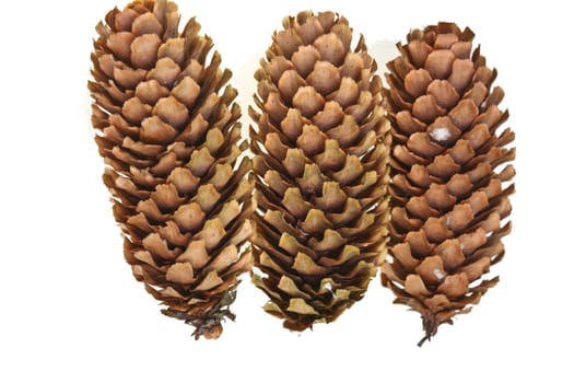 Pinecone detail in a forest in denmark
