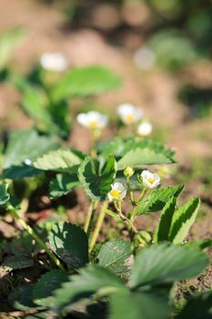 strawberry garden