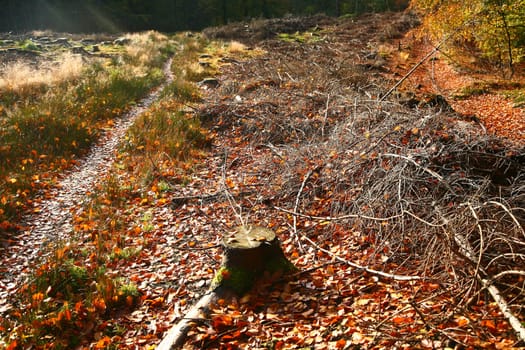 Forest in autumn in Denmark