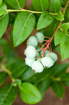 green whortleberries on the bush 