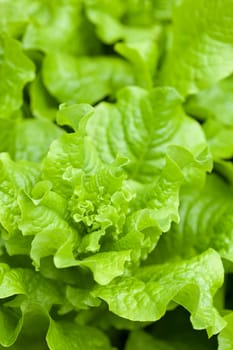 fresh lettuce