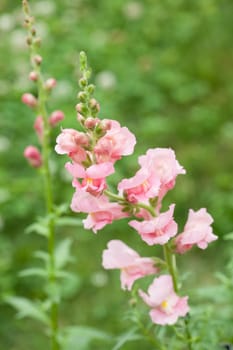 Snapdragon flowers