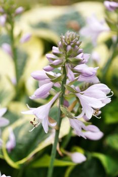 hosta flowers