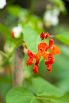 bean flowers 