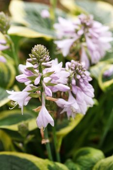 hosta flowers