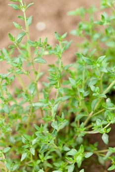 Fresh green thyme herbs 