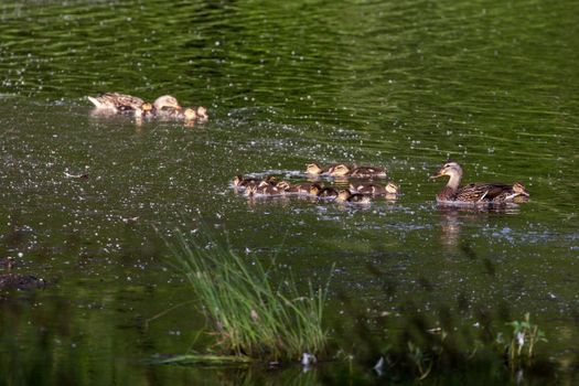 Two mallard femals watch protectively over their chicks