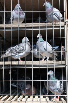 doves in the coop