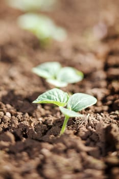 young cucumbers