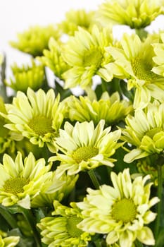 Chrysanthemum Flowers 