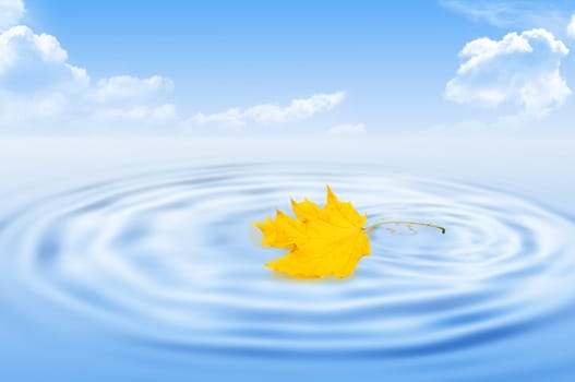 Yellow dry maple leaf on water