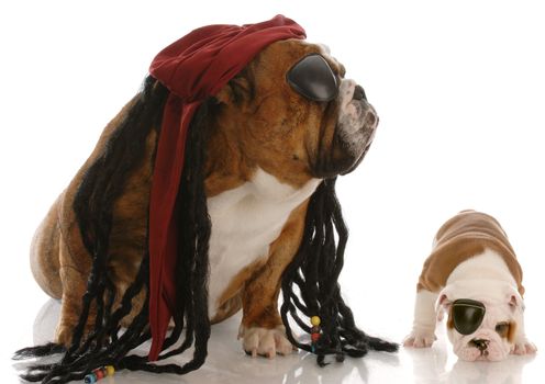 english bulldog adult and puppy dressed up as pirates