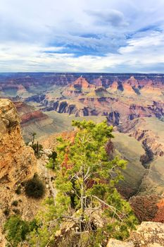 Tree in front of Grand Canyon, Arizona, USA 